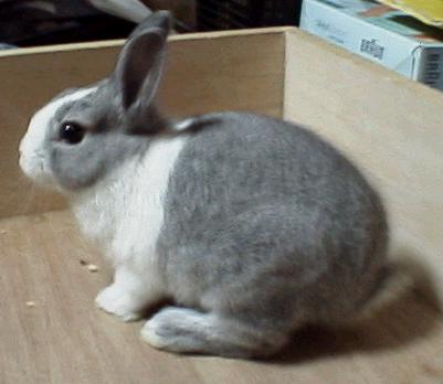 rabbit_03.jpg