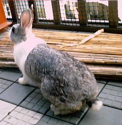 rabbit_17.jpg
